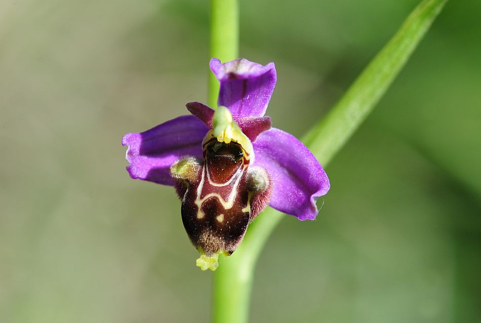 Ophrys molisane